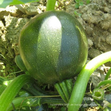 HSQ09 Gaoang Runde dunkelgrün F1 Hybrid Squash / Zucchini Samen